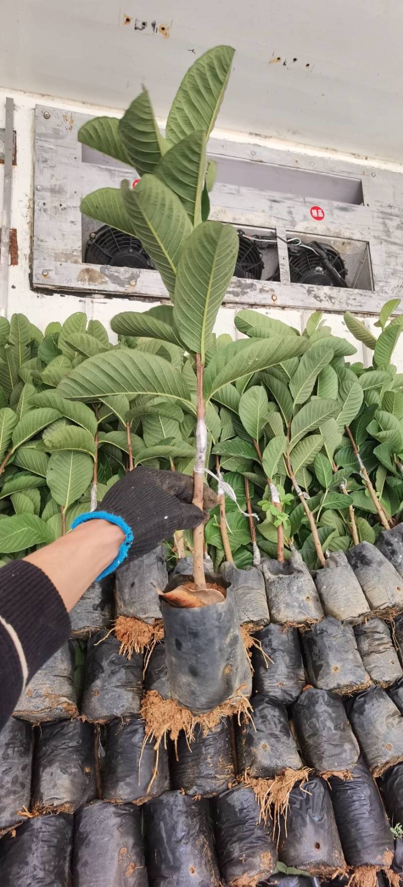 红宝石番石榴，西瓜红心芭乐，台湾四季番石榴，营养杯苗