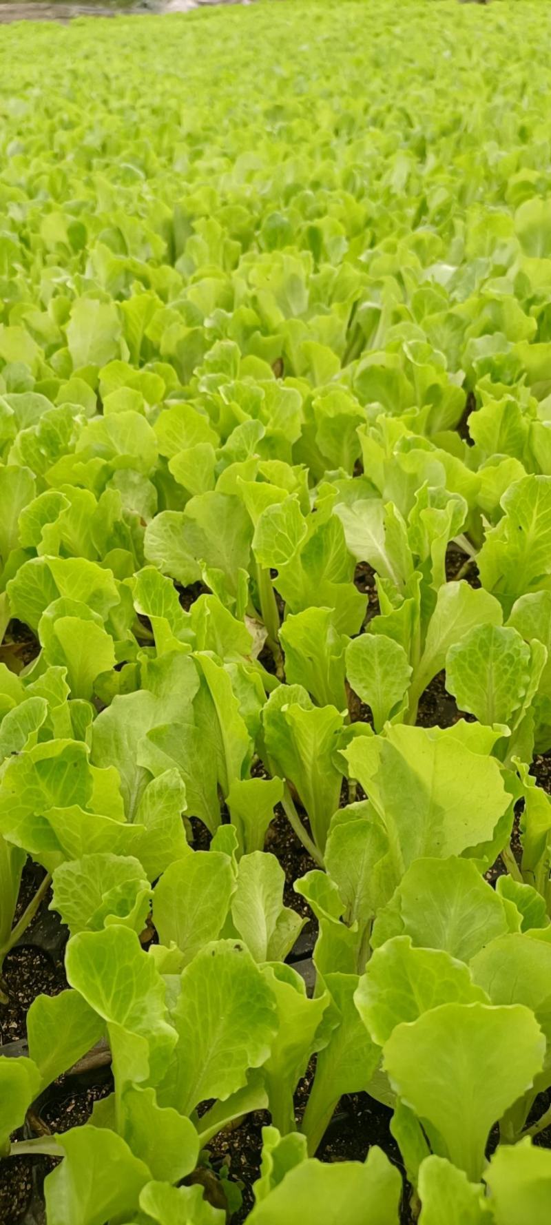 意大利生菜苗，生菜苗免费技术指导产量优价格便宜