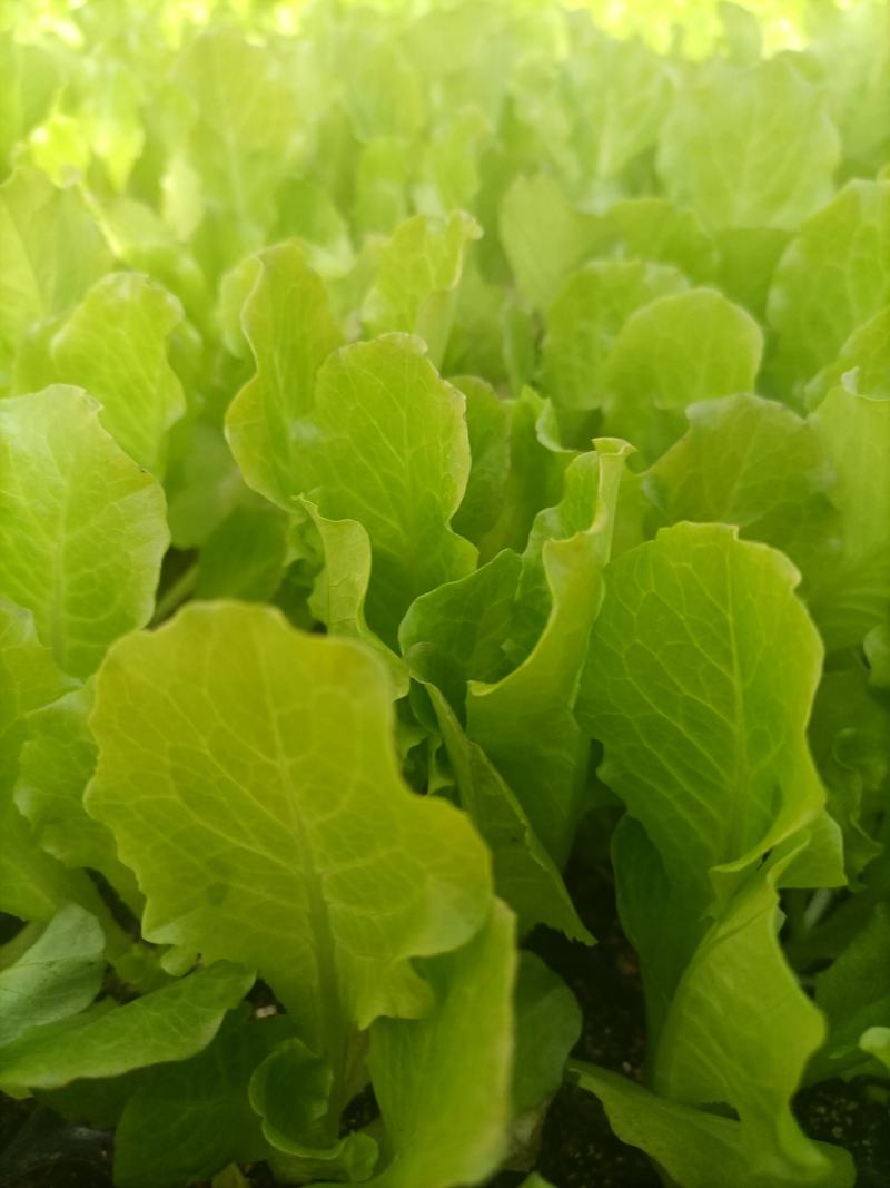 意大利生菜苗，生菜苗免费技术指导产量优价格便宜
