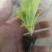 意大利生菜苗，生菜苗免费技术指导产量优价格便宜