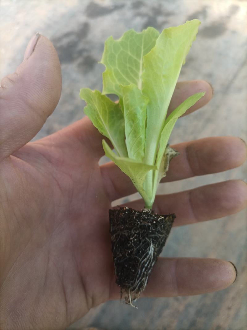 意大利生菜苗，生菜苗免费技术指导产量优价格便宜
