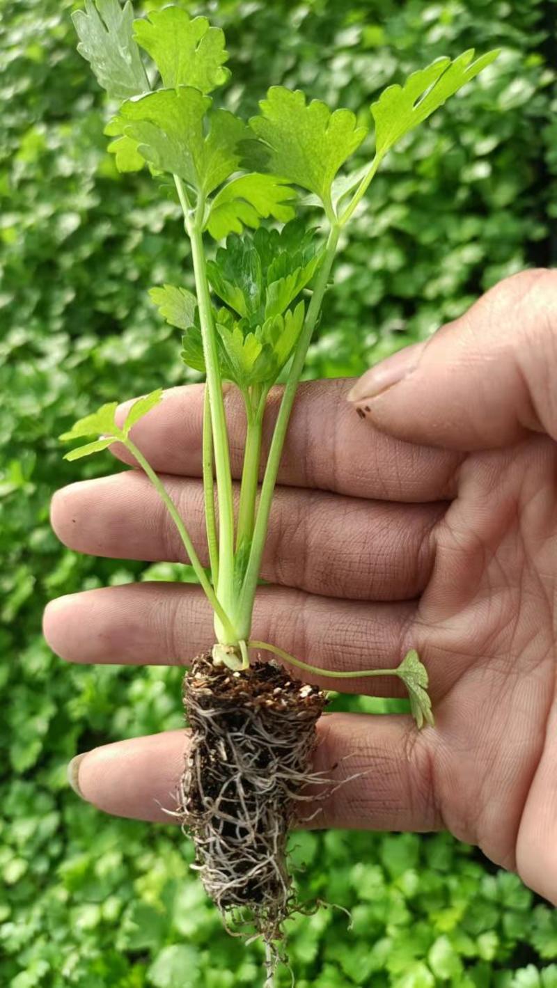 芹菜苗，法国皇后，产量大，穴盘苗，质量可靠，穴盘芹菜苗