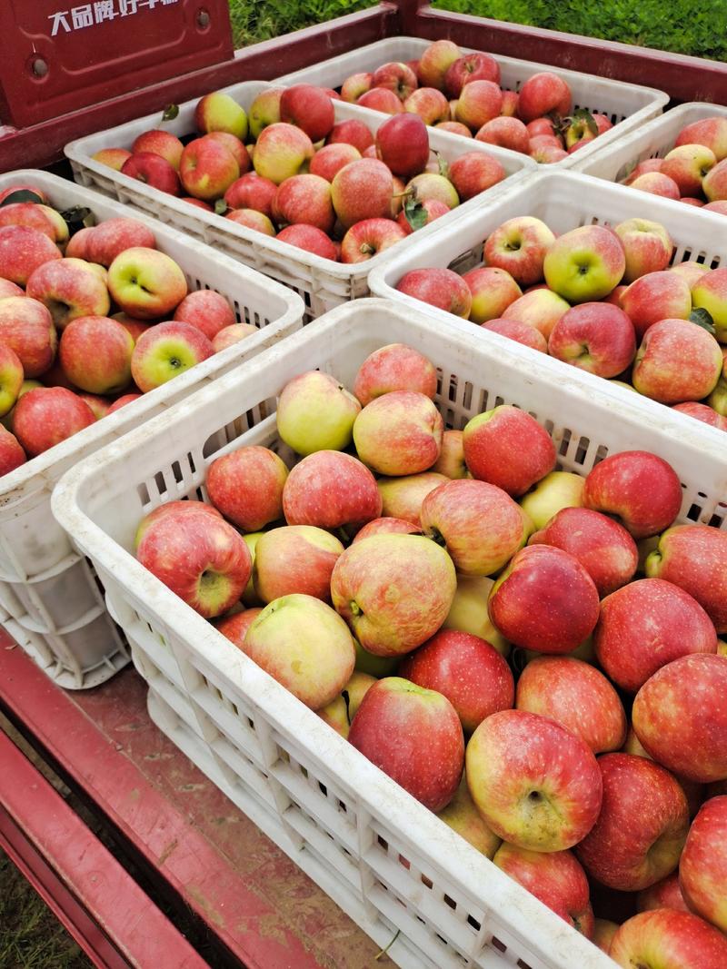 苹果树苗早熟全红肉质黄茬口感好耐储存免套袋