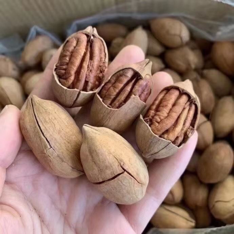 年货热卖坚果碧根果一件10斤价格美丽一手货源