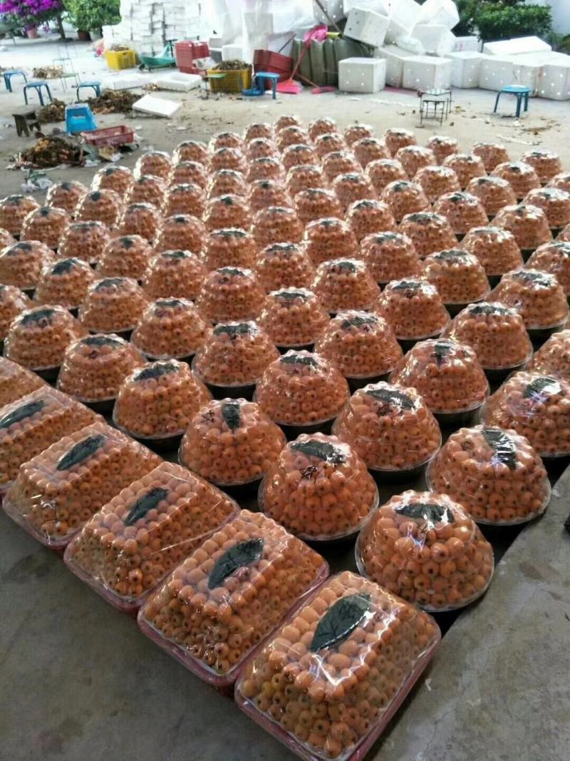 枇杷