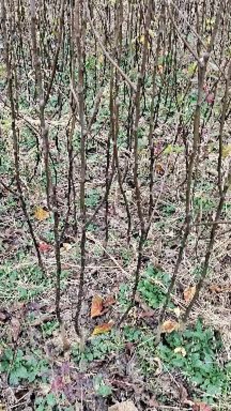 【包存活】黄金梨树苗，高产挂果多汁多味甜，南北均可种植
