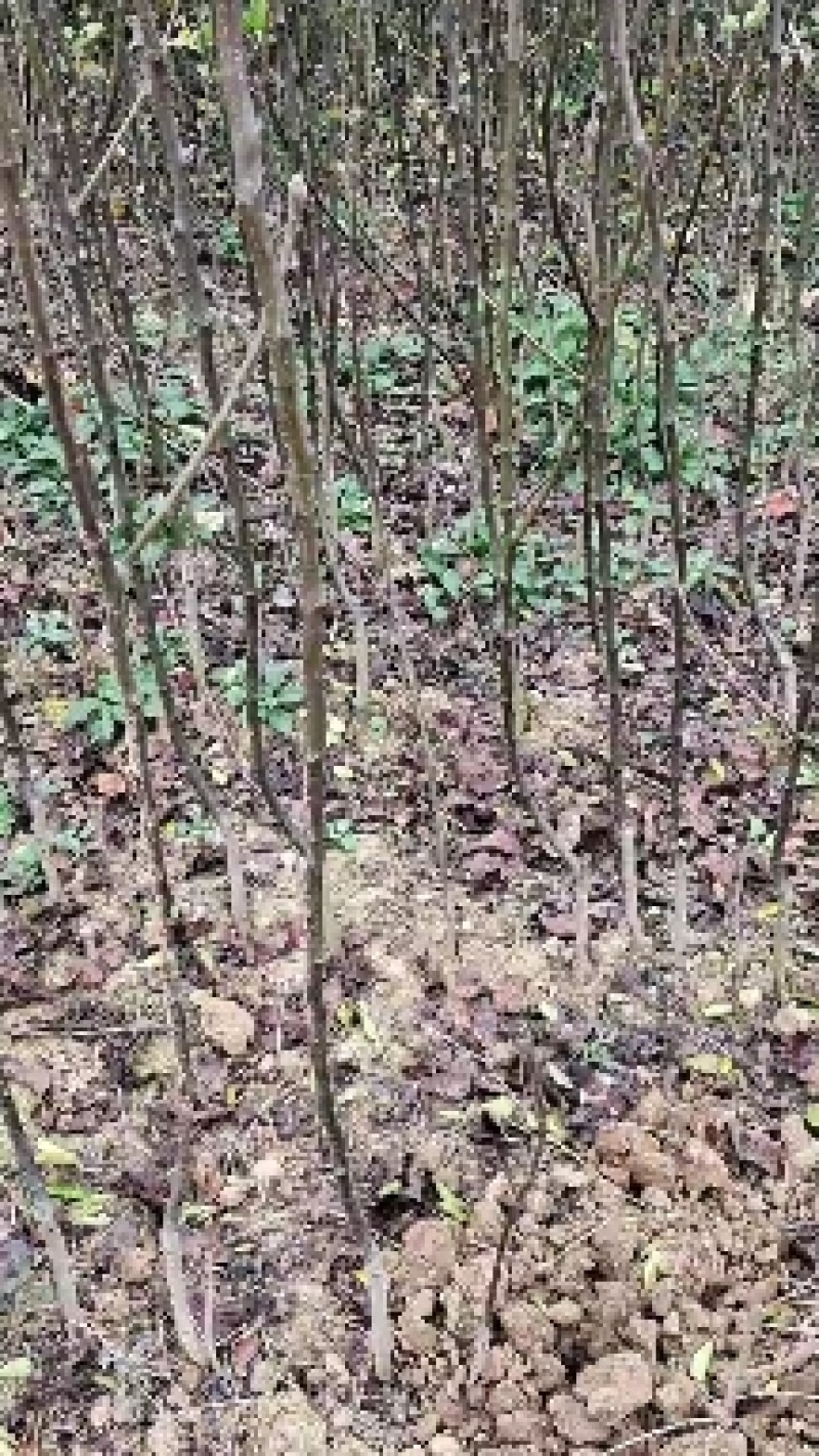 【包存活】黄金梨树苗，高产挂果多汁多味甜，南北均可种植