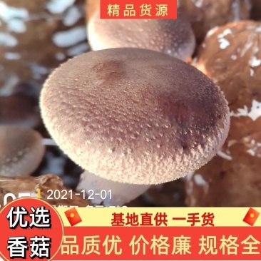 河北邢台保定鲜香菇七河9号T2质优价廉全年供应电商