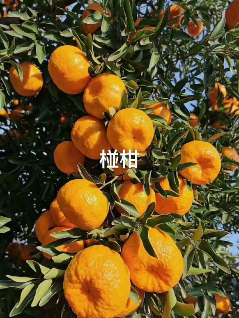[精品】芦柑-碰柑口感细腻.纯甜，水分充足，可视频看货