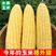 水果玉米精品玉米常年直供市场，超市，电商现采现发