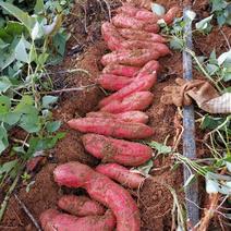 云南高原红薯各类品种都有，精品上市