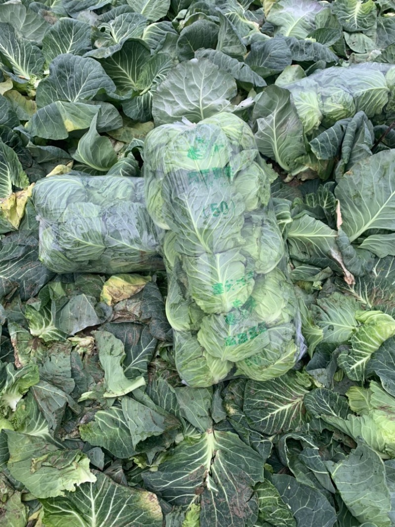 甘蓝.大量上市需要的联系，欢迎新老客户致电订购