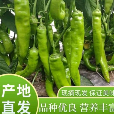 徐闻辣椒，泡王，薄皮椒新鲜直采，直供超市，现摘现发
