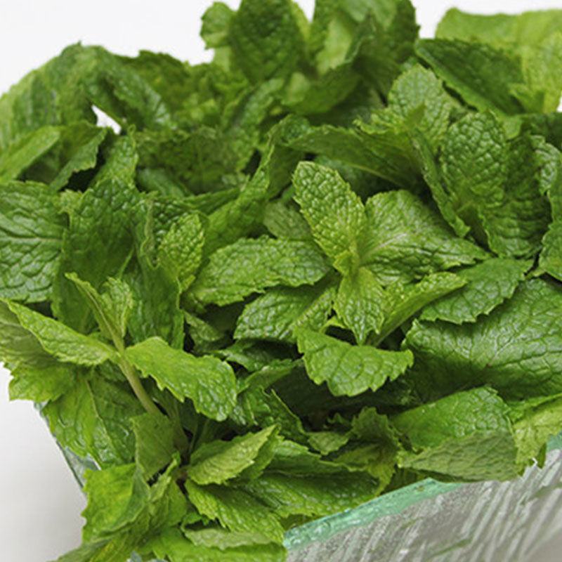 薄荷叶新鲜食用薄荷薄荷根批发薄荷根大量批发