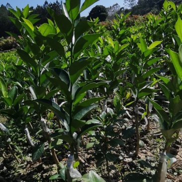 钦州红柠檬砧嫁接新会柑苗陈皮柑苗经济价值高回报周期短全国接单