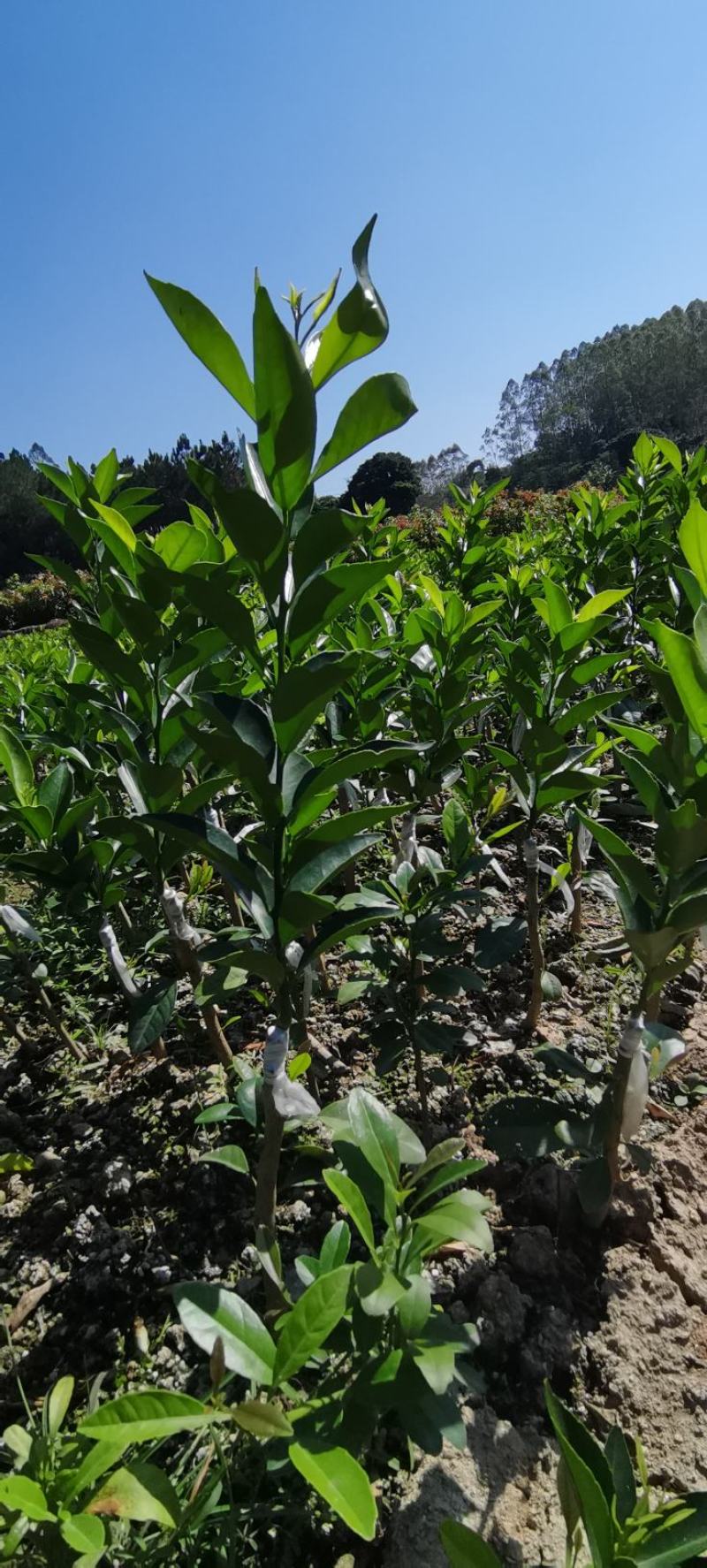钦州红柠檬砧嫁接新会柑苗陈皮柑苗经济价值高回报周期短全国接单