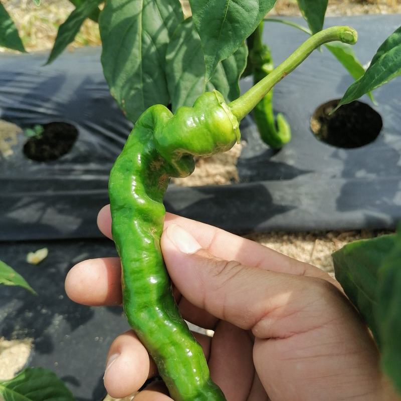 海南优质瓜果蔬菜辣椒螺丝椒