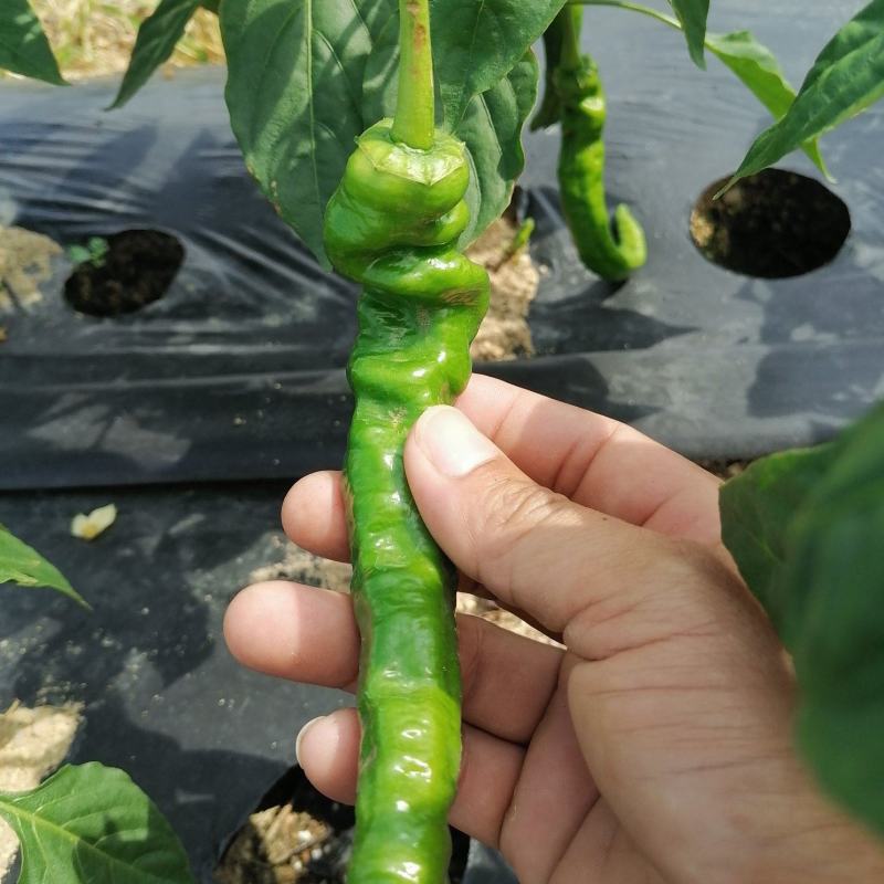 海南优质瓜果蔬菜辣椒螺丝椒
