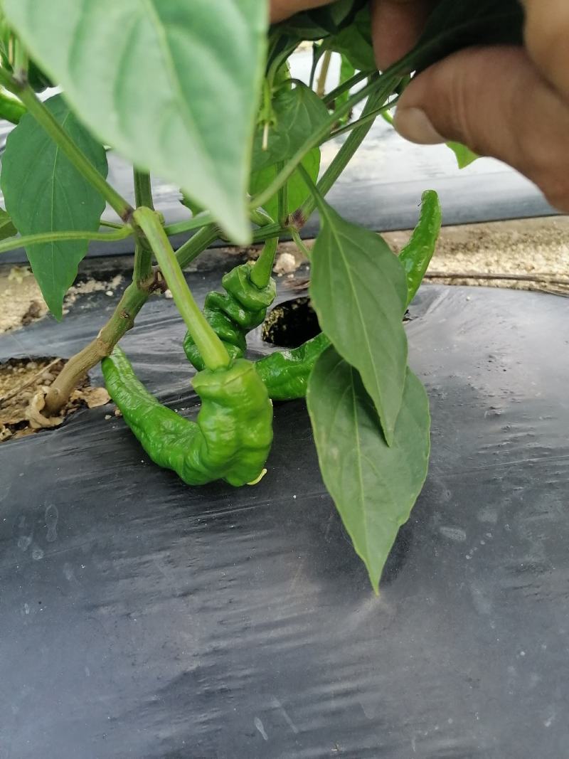 海南优质瓜果蔬菜辣椒螺丝椒