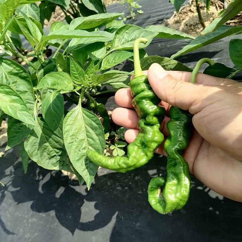 海南优质瓜果蔬菜辣椒螺丝椒