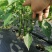 海南优质瓜果蔬菜辣椒螺丝椒