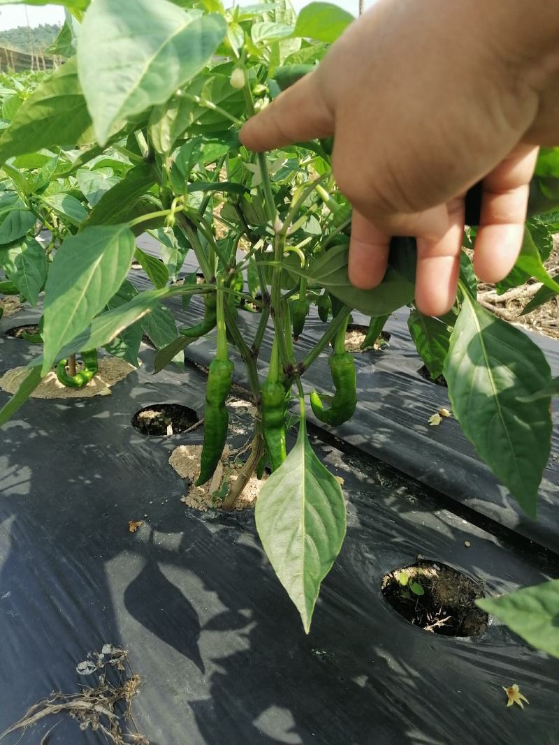 海南优质瓜果蔬菜辣椒螺丝椒