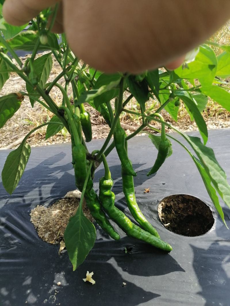 海南优质瓜果蔬菜辣椒螺丝椒