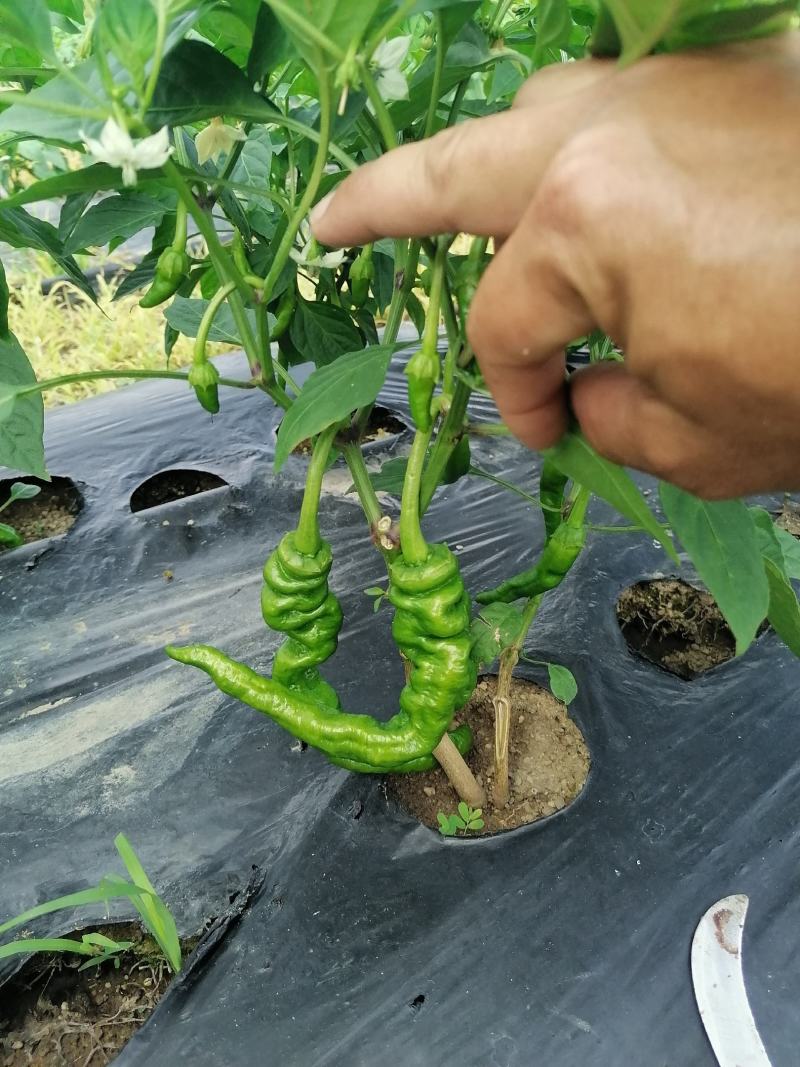 海南优质瓜果蔬菜辣椒螺丝椒