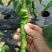 海南优质瓜果蔬菜辣椒螺丝椒