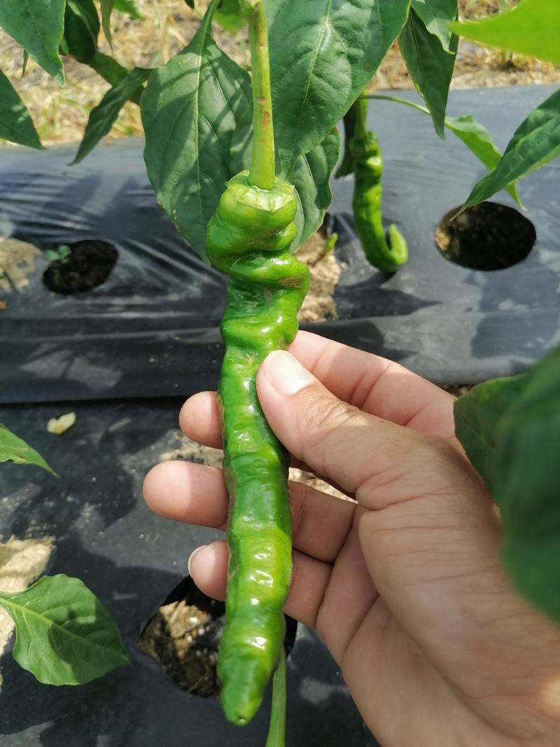 海南优质瓜果蔬菜辣椒螺丝椒