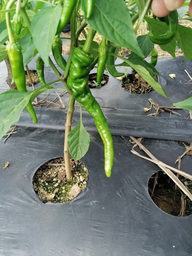 海南优质瓜果蔬菜辣椒螺丝椒