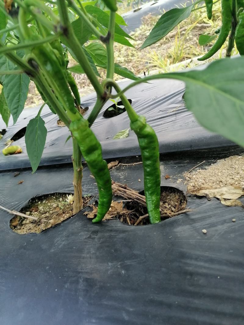 海南优质瓜果蔬菜辣椒螺丝椒