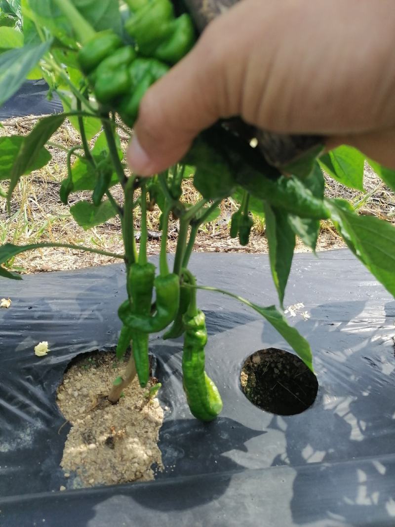 海南优质瓜果蔬菜辣椒螺丝椒