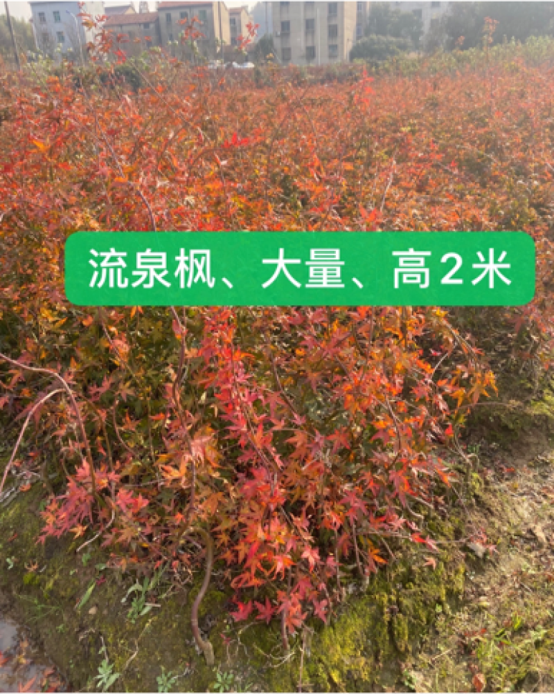 流泉树