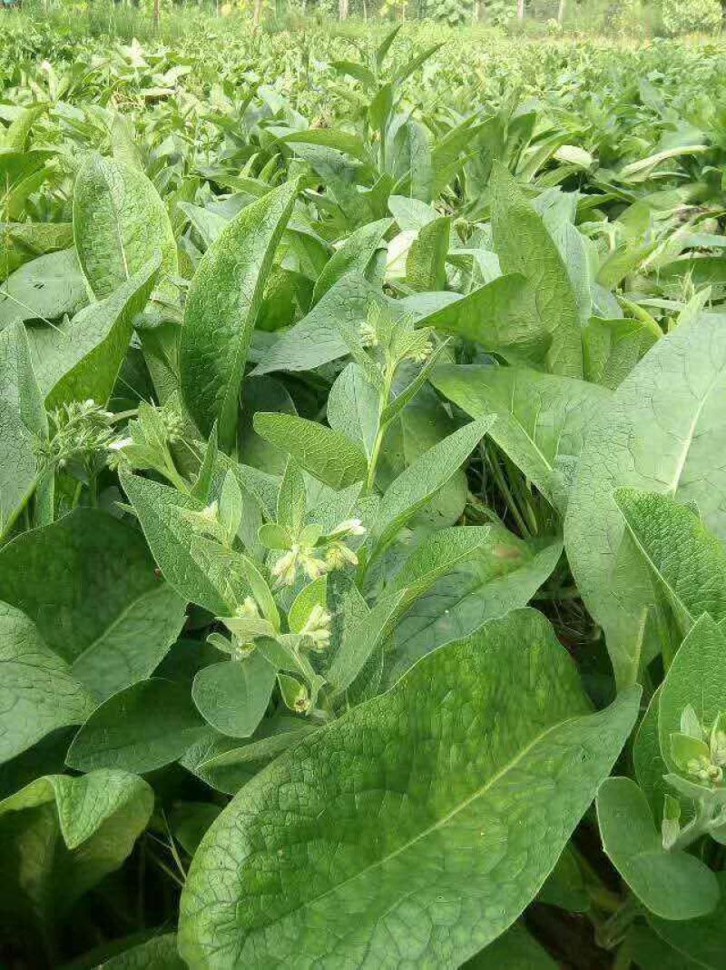 济南聚合菜种根上市俄罗斯菜俄罗斯饲料菜种根高产牧