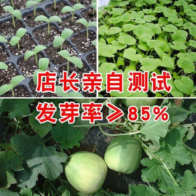 台湾青玉甜瓜种子高纯青玉种薄皮超甜抗病日本甜宝香瓜种子