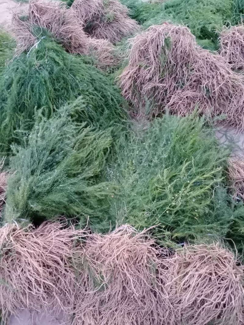 进口芦笋种子，进口芦笋种苗批发绿芦笋种苗