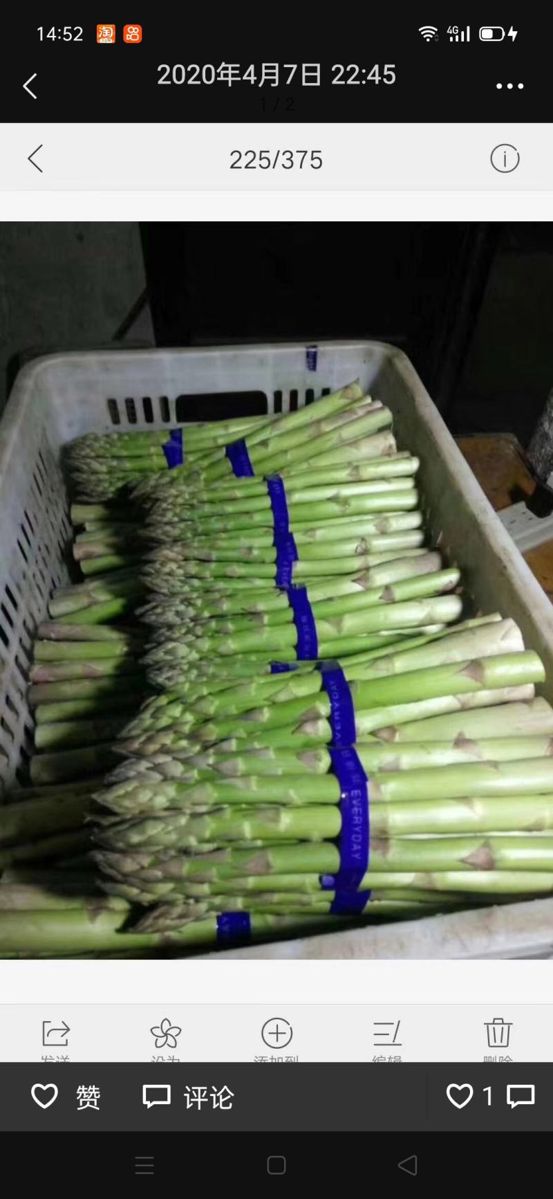 进口芦笋种子，进口芦笋种苗批发绿芦笋种苗