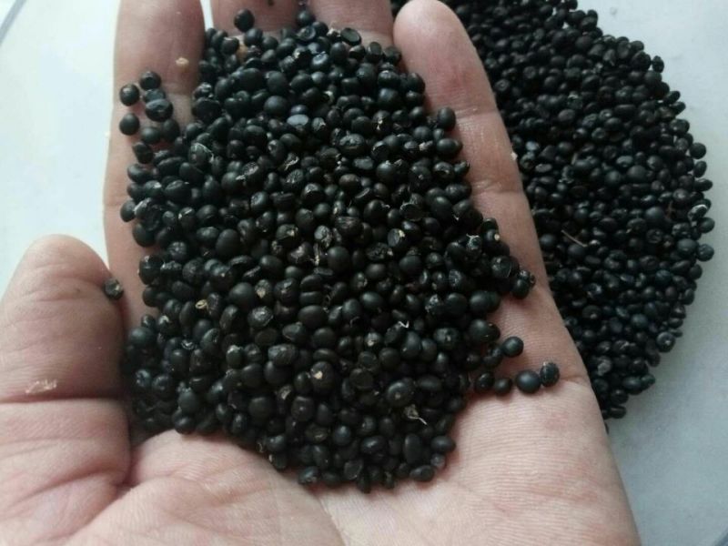 进口芦笋种子，进口芦笋种苗批发绿芦笋种苗
