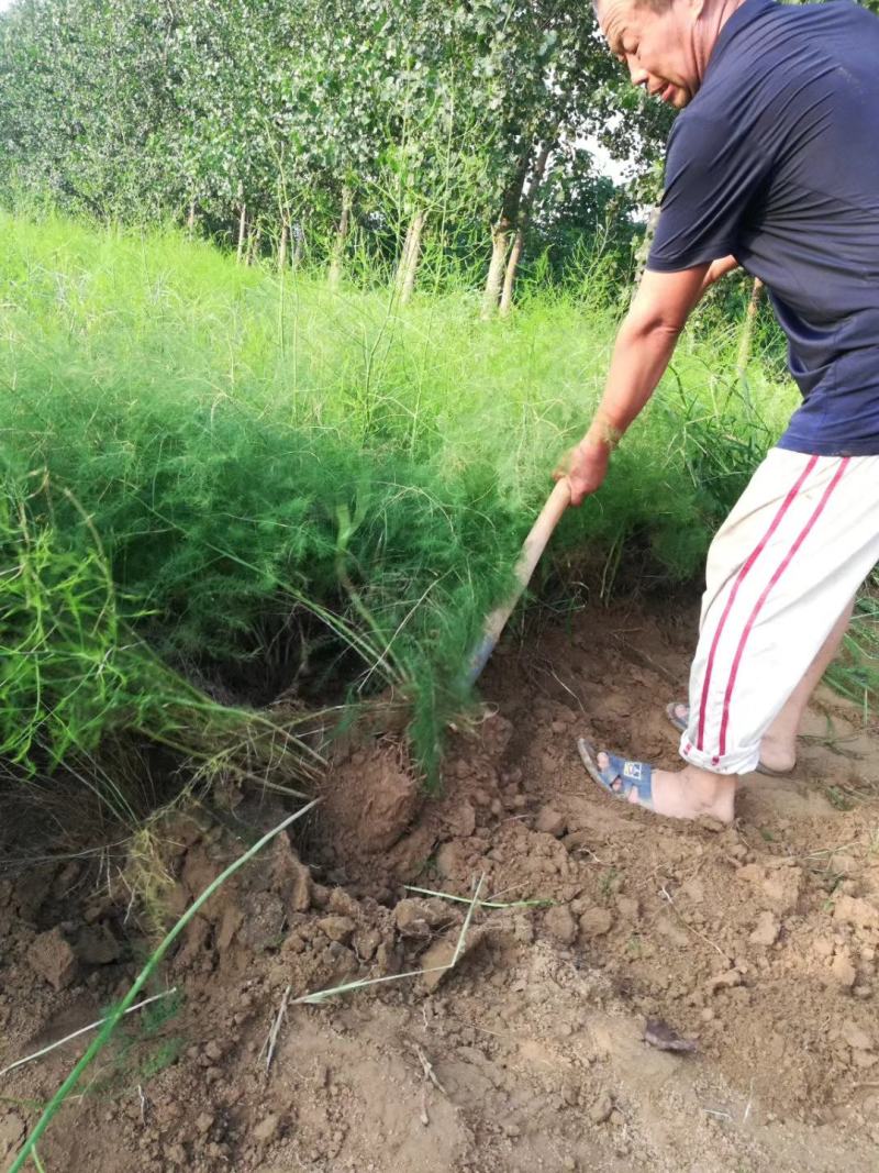 进口芦笋种子，进口芦笋种苗批发绿芦笋种苗