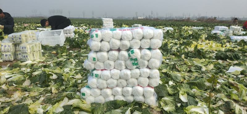 精品大小娃，