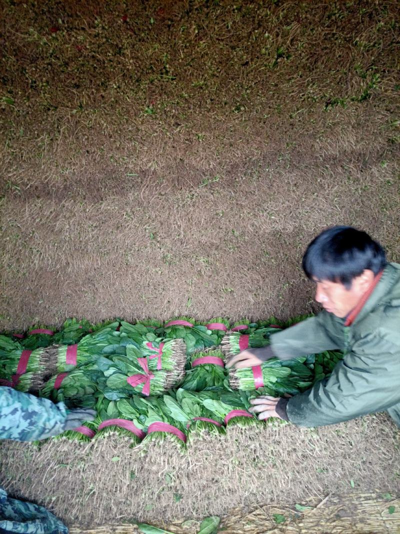 河北精品菠菜保质保量耐运输量大从优欢迎联系