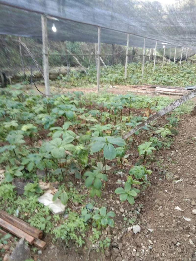大量出售重楼，鲜货，干货都有