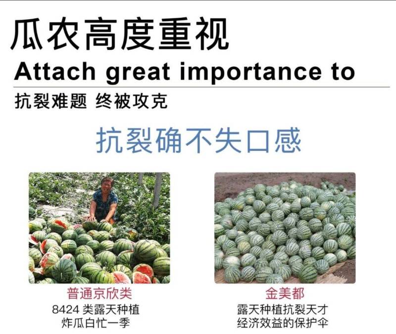 金美都西瓜种子薄皮耐裂超甜圆瓜8424中早熟京欣麒麟