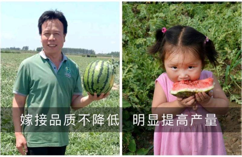 金美都西瓜种子薄皮耐裂超甜圆瓜8424中早熟京欣麒麟