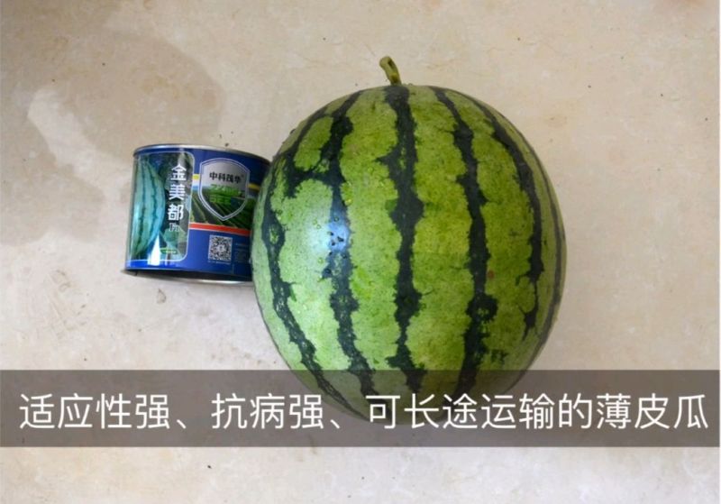 金美都西瓜种子薄皮耐裂超甜圆瓜8424中早熟京欣麒麟