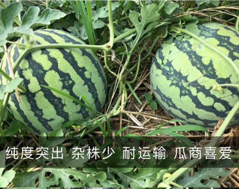 金美都西瓜种子薄皮耐裂超甜圆瓜8424中早熟京欣麒麟