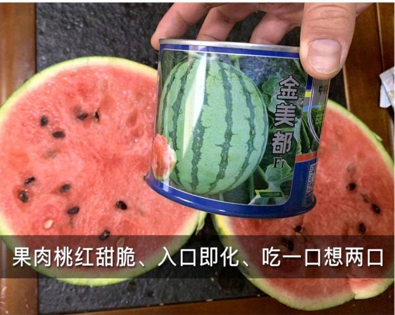 金美都西瓜种子薄皮耐裂超甜圆瓜8424中早熟京欣麒麟