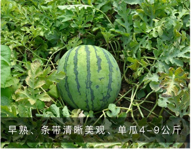 金美都西瓜种子薄皮耐裂超甜圆瓜8424中早熟京欣麒麟