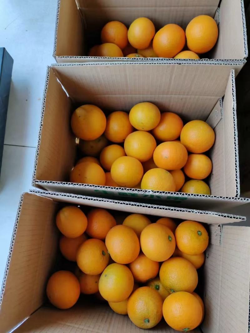 湖南麻阳冰糖橙，口感纯甜，量大从优，可以接受一件代发，整